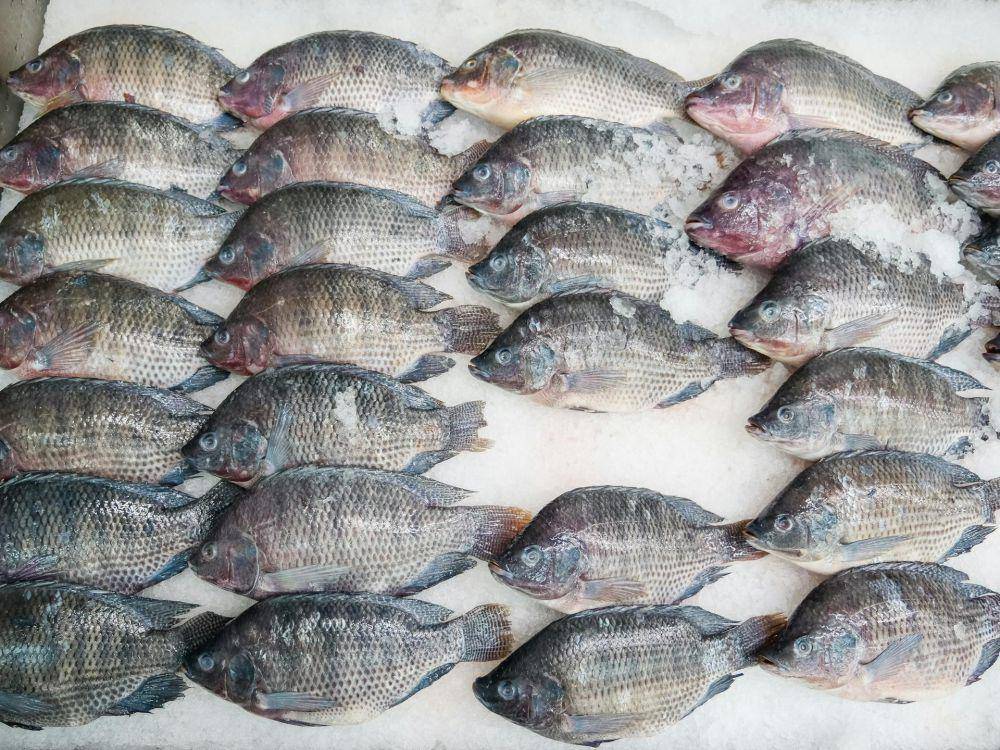 Ikan tilapia. (pexels.com/@kindelmedia/)