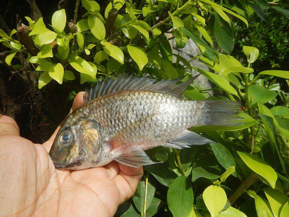 Blackchin tilapia (Judgefloro, CC0, via Wikimedia Commons)