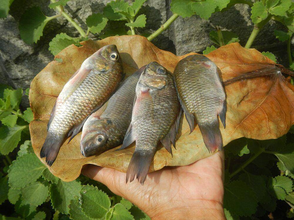 Blackchin tilapia (Judgefloro, CC0, via Wikimedia Commons)