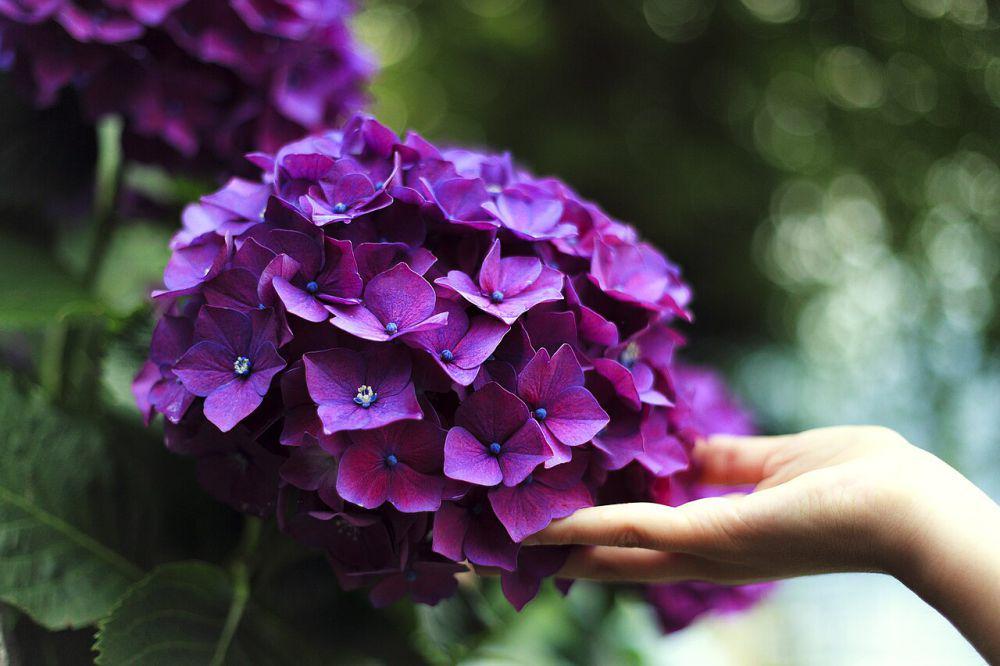 hydrangea (commons.wikimedia.org/Gaetano Cessati)