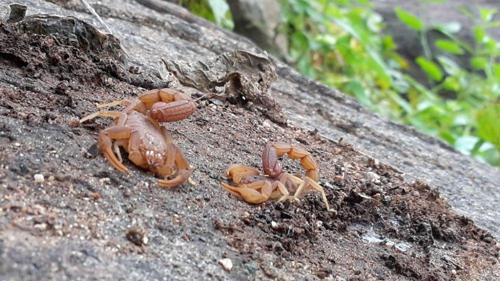 5	Fakta Arizona Bark Scorpion, Racunnya Bertahan Sampai 2 Hari