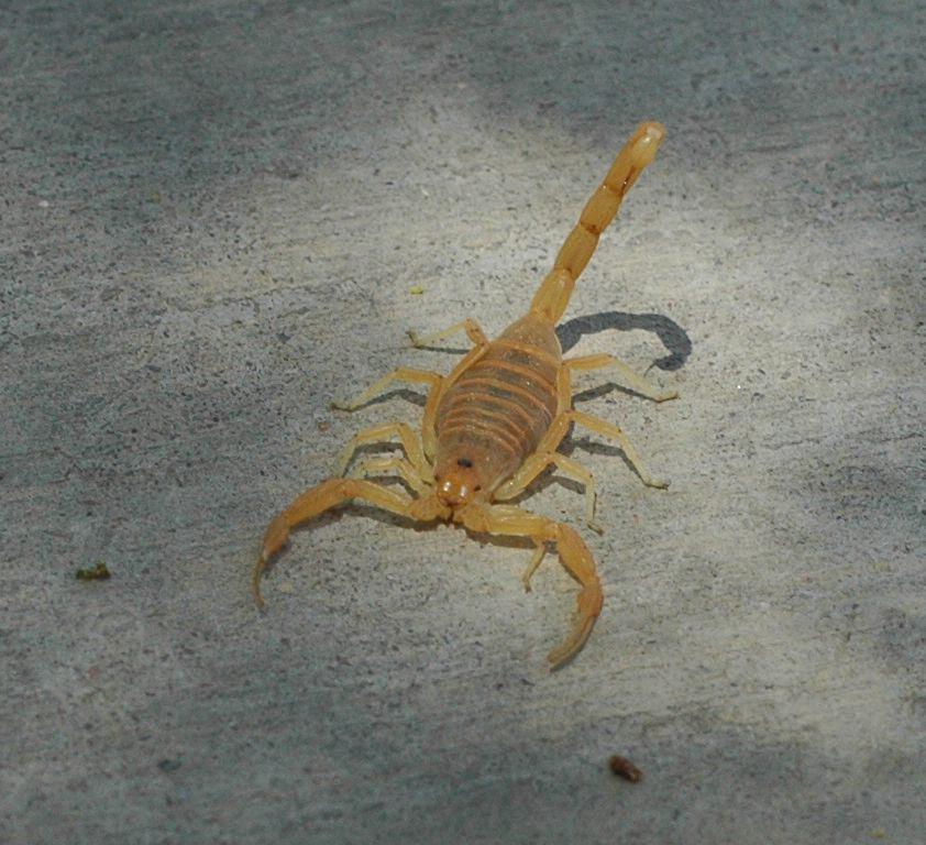 Arizona bark scorpion (commons.wikimedia.org/Musides)