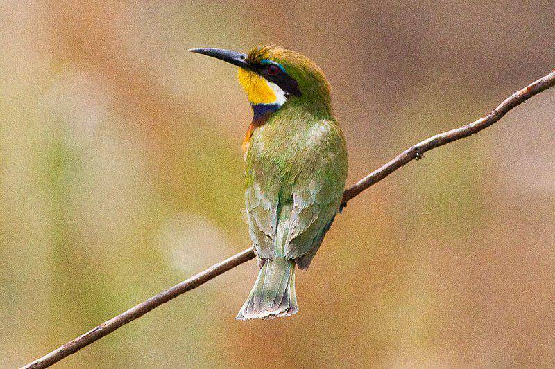 ilustrasi Merops variegatus (commons.wikimedia.org/Ron Knight)