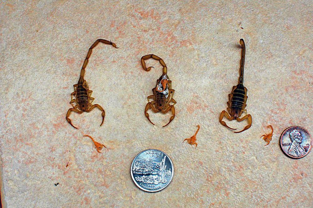 Arizona bark scorpion (commons.wikimedia.org/Brian Basgen)