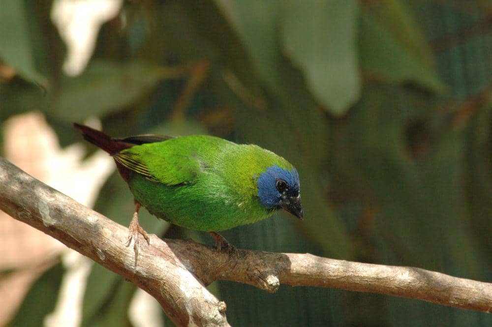 Blue-faced parrotfinch (commons.m.wikimedia.org/Nrg800)
