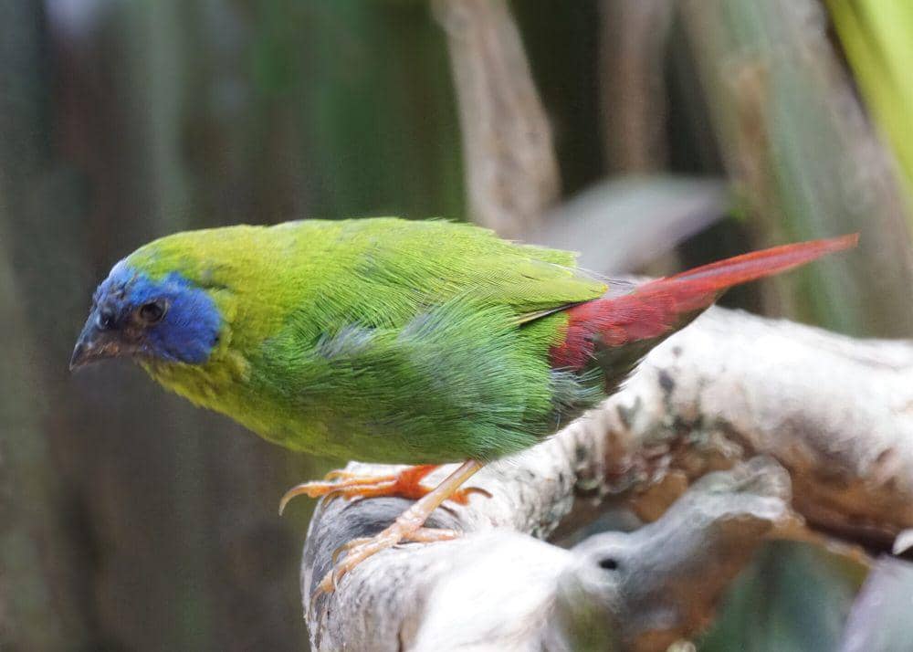 5 Fakta Blue-faced Parrotfinch, si Ramah yang Suka Main Air