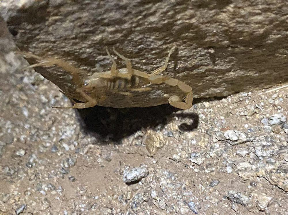 Arizona bark scorpion (commons.wikimedia.org/Ethan Wright)