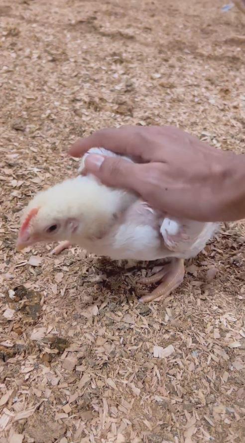 peternakan ayam Tyas Mirasih (Instagram.com/tengkutezi)