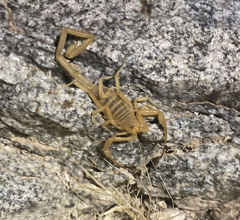 Arizona bark scorpion (commons.wikimedia.org/Ethan Wright)