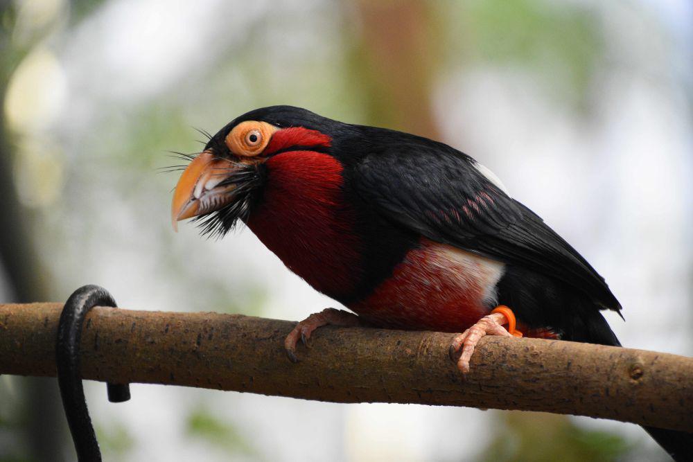 5 Fakta Bearded Barbet, Pemakan Buah yang Boros