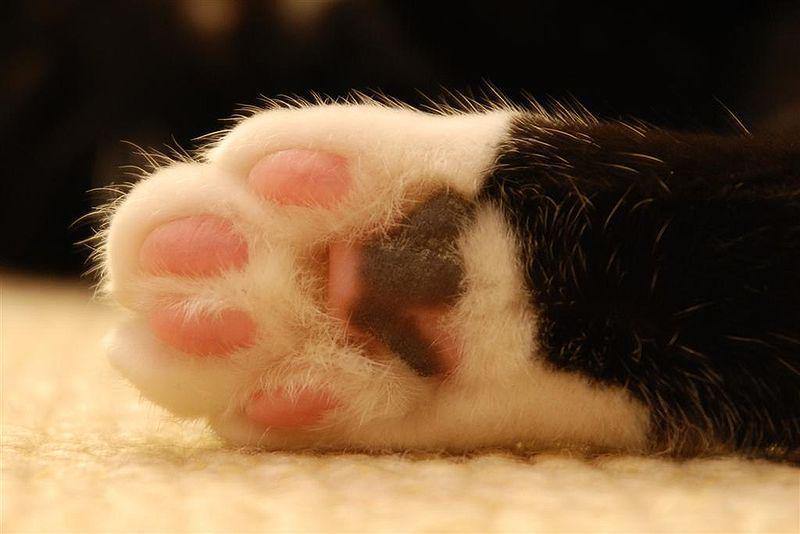 potret paw milik seekor kucing (commons.wikimedia.org/cloudzilla)