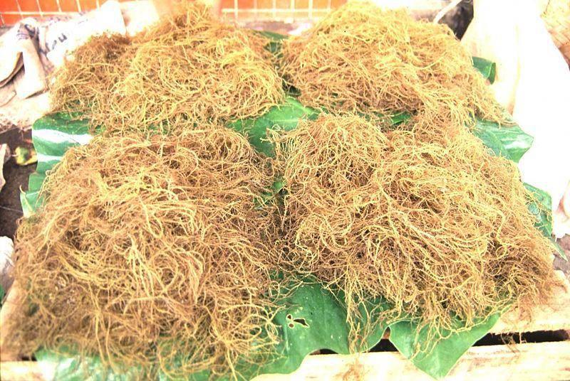 Ilustrasi rumput laut ogo merah dengan banyak nutrisi (commons.m.wikimedia.org/derekkeats)