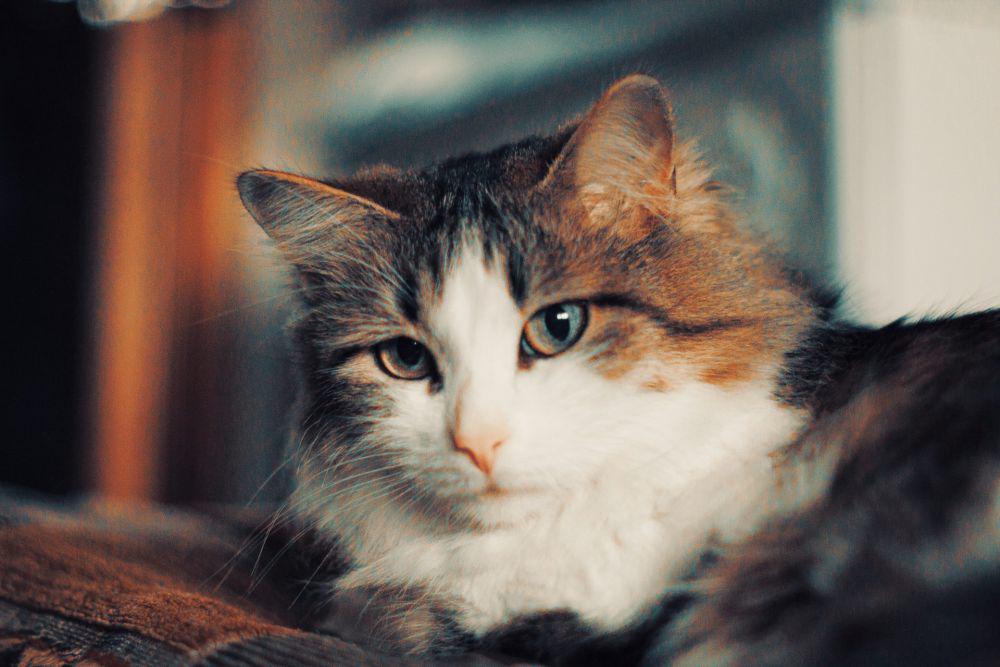 6 Makanan Umum yang Ternyata Bisa Mengancam Kesehatan Kucing