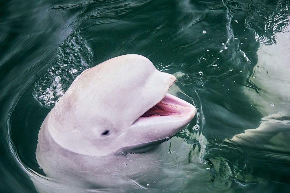 ilustrasi paus beluga. (unsplash.com/Oleg Moroz)