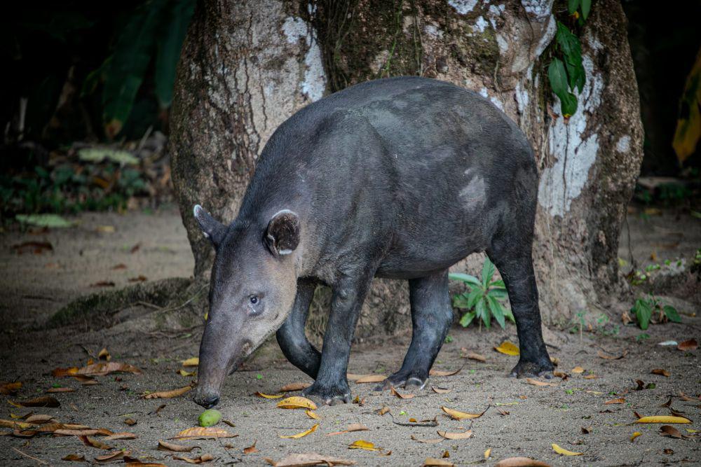 Tapir (unsplash.com/Bernd Dittrich)