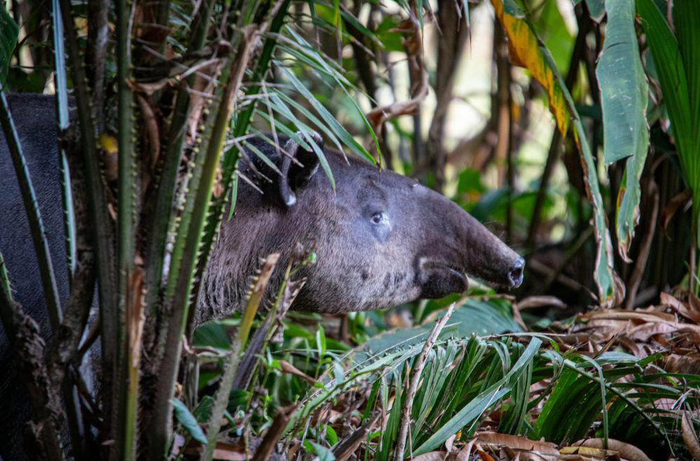 Tapir (unsplash.com/Bernd Dittrich)