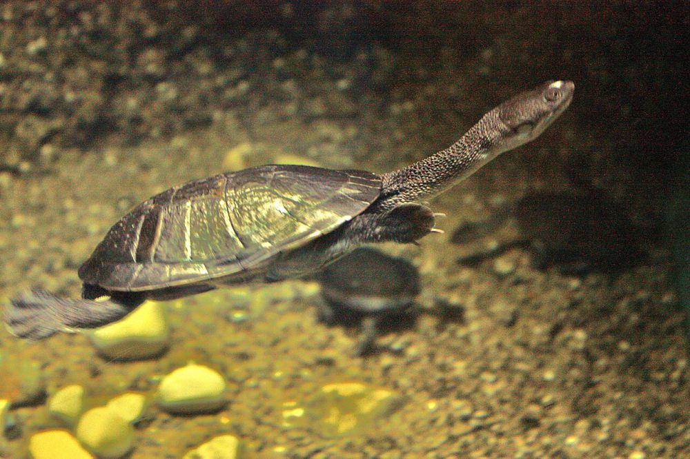 Kura-kura berleher ular (commons.wikimedia.org/Postdlf)