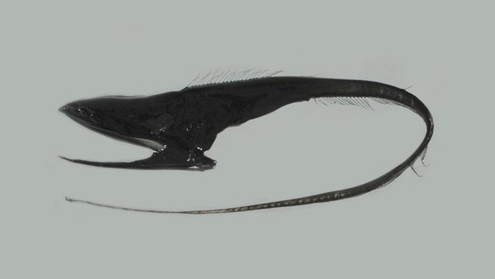 5 Fakta Unik Gulper Eel, Belut Misterius Penghuni Laut Dalam