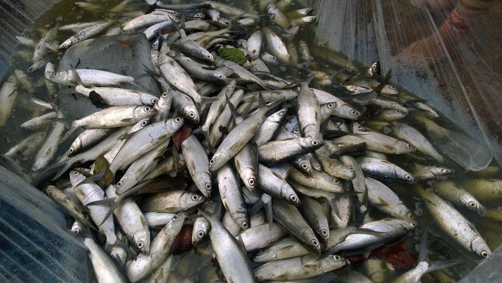 7 Ciri-ciri Ikan Bandeng yang Sudah Tidak Segar, Jangan Dibeli!