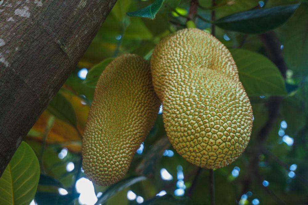 buah cempedak (pixabay.com/najibzamri)