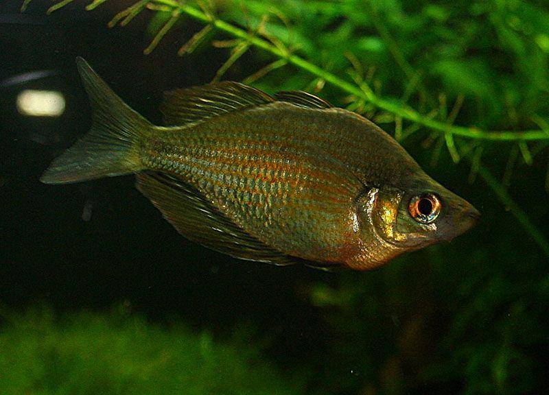 ikan pelangi hewan endemik papua