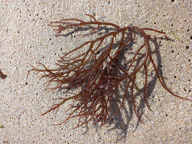 Ilustrasi rumput laut ogo merah (Gracilaria) (commons.m.wikimedia.org/Voctir)