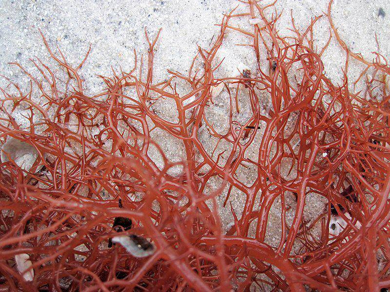 Ilustrasi ogo merah yang termasuk alga merah (commons.m.wikimedia.org/James St. John)