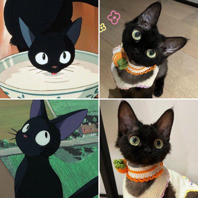 potret kucing cosplay karakter anime (x.com/gatinarios)