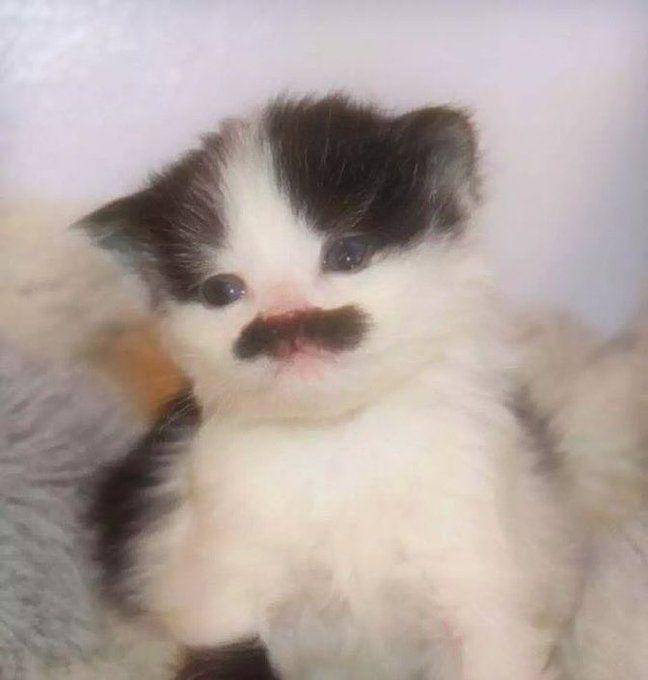 potret anak kucing berkumis kotak (x.com/catswithaura)