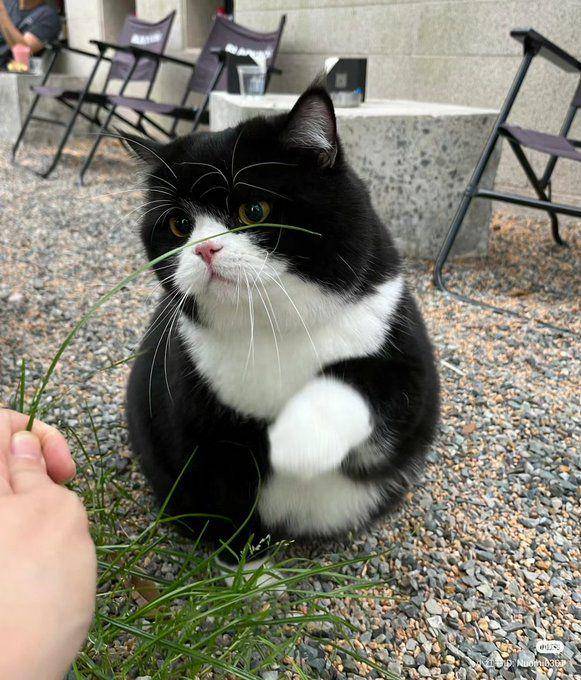 potret kucing tuksedo dekat rumput jadi mirip sapi (x.com/nocontextscats)