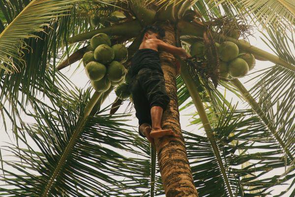 ilustrasi memanjat pohon kelapa (pexels.com/Justineliza)