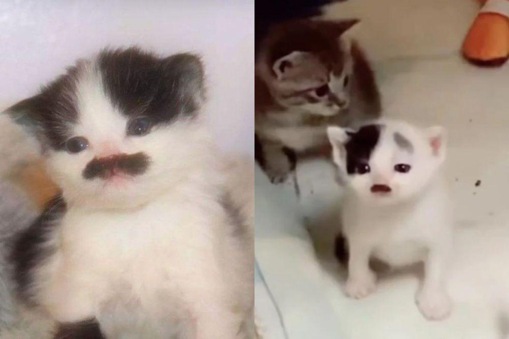 kolase potret anak kucing berkumis kotak (x.com/catswithaura I reddit.com/Fragrant-General-159)