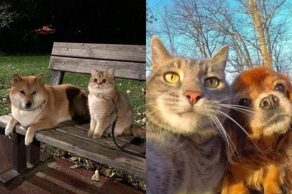 kolase potret kucing dan anjing main di luar bersama (x.com/PunchingCat I reddit.com/Random_420-69)
