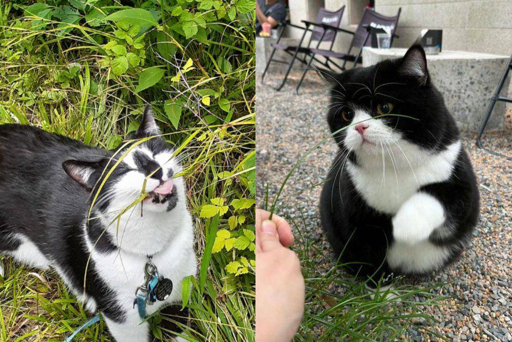 kolase potret kucing tuksedo dekat rumput jadi mirip sapi (reddit.com/anners6611 I x.com/nocontextscats)