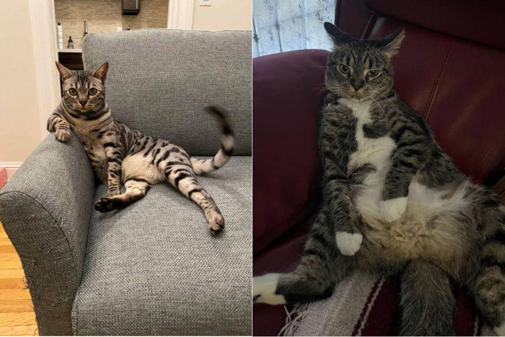 kolase potret kucing duduk disudut sofa seperti bapak-bapak (reddit.com/midlax I reddit.com/NixieFromNowhere)