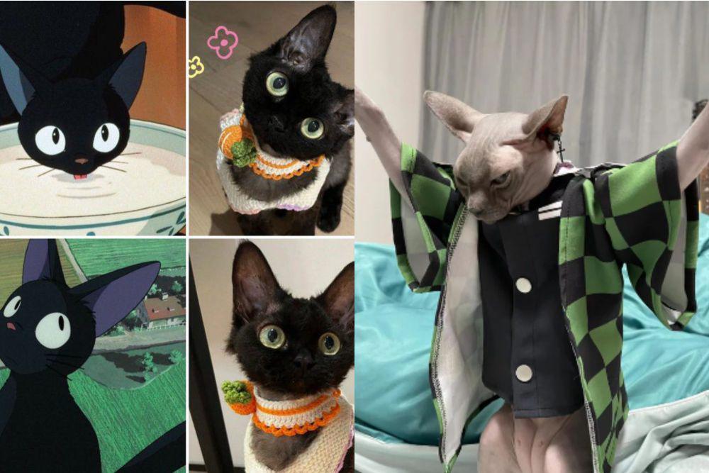 7 Potret Lucu Kucing Cosplay Karakter Anime, Ada Kucing Ghibli