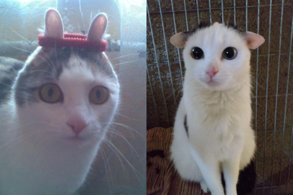kolase potret telinga kucing lucu (reddit.com/mmbakerr I x.com/PunchingCat)I
