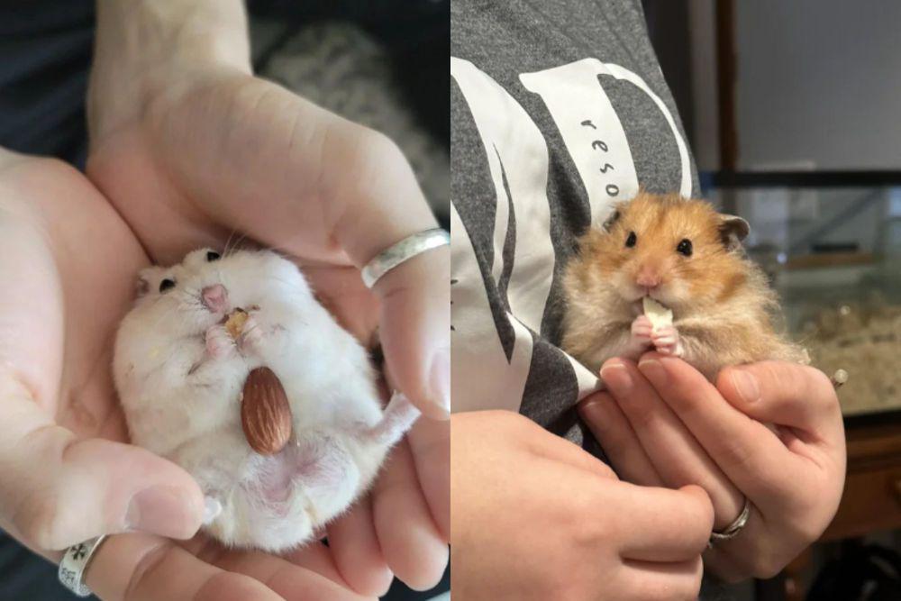 7 Potret Hamster Makan di Atas Telapak Tangan Hooman, Nyaman Banget!