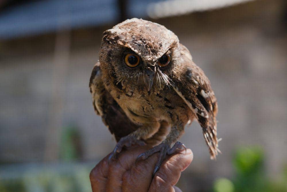 5 Fakta Menarik Celepuk Reban, Burung Hantu Endemik Kepulaua | IDN Times
