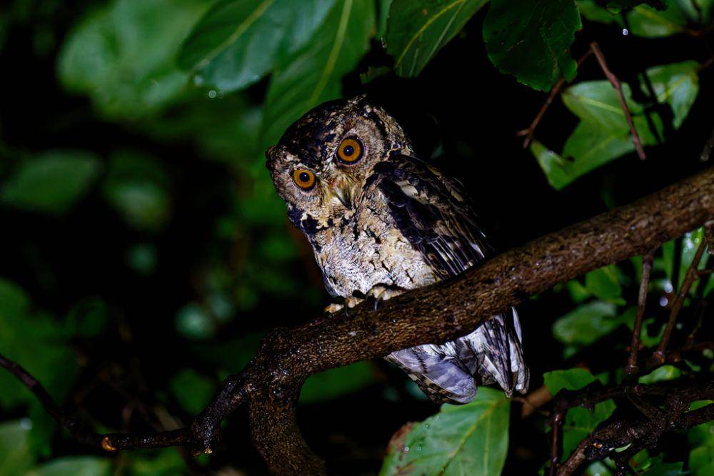Celepuk reban (inaturalist.org/Martin Walsh)