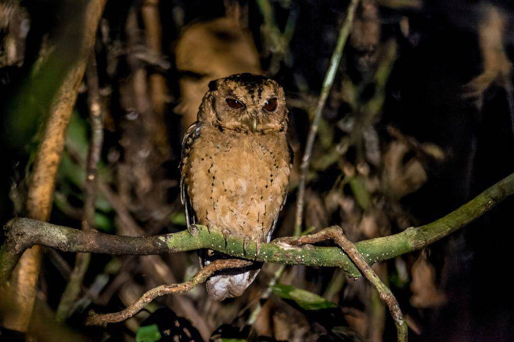 Celepuk reban (inaturalist.org/Wich’yanan (Jay) Limparungpatthanakij)