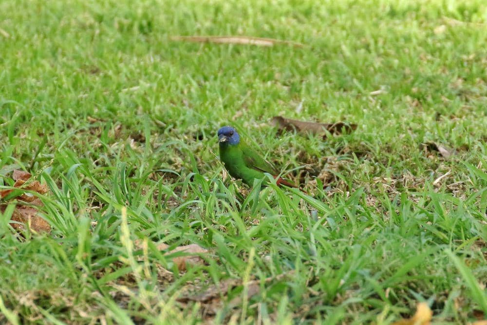 Blue-faced parrotfinch (inaturalist.org/Thibaud Aronson)