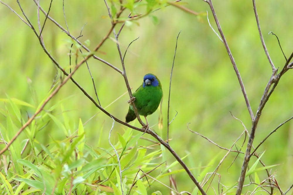 Blue-faced parrotfinch (inaturalist.org/Thibaud Aronson)