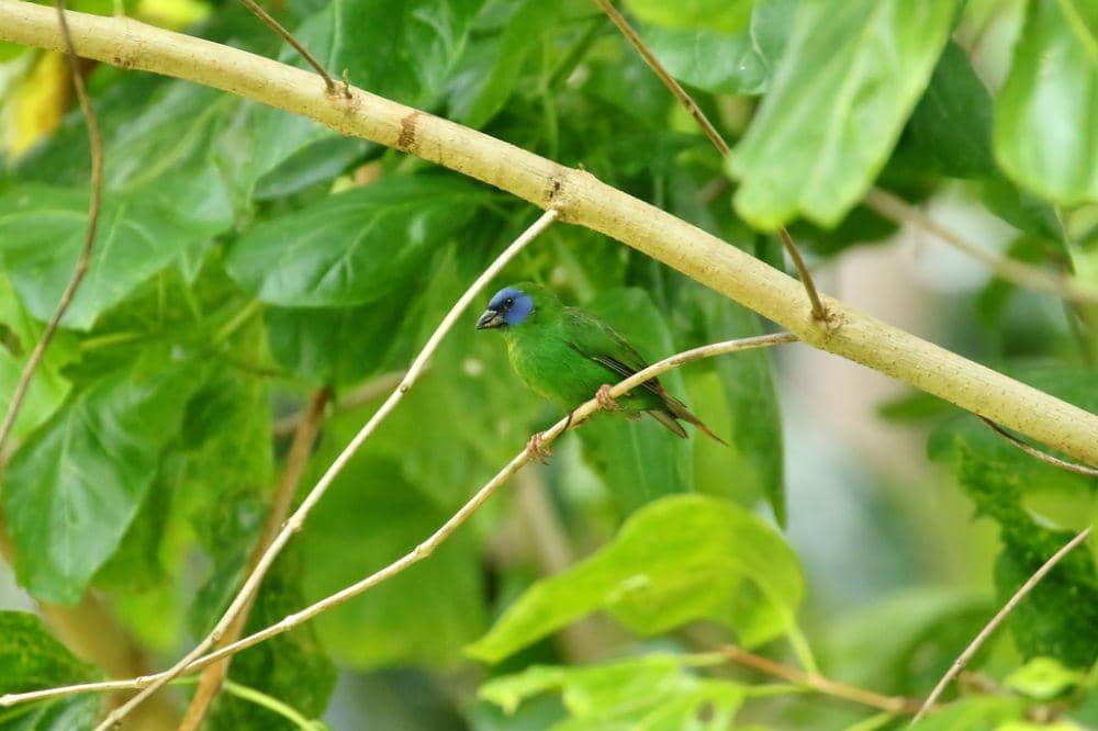 Blue-faced parrotfinch (inaturalist.org/Thibaud Aronson)