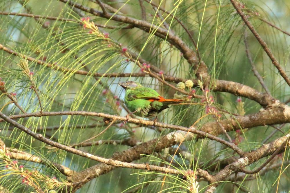 Blue-faced parrotfinch (inaturalist.org/Thibaud Aronson)
