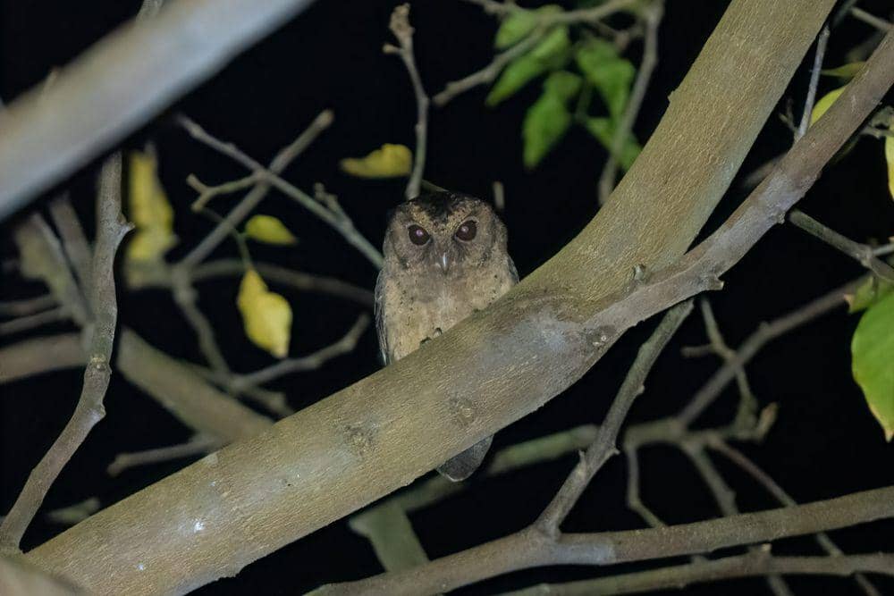 5 Fakta Menarik Celepuk Reban, Burung Hantu Endemik Kepulaua | IDN Times