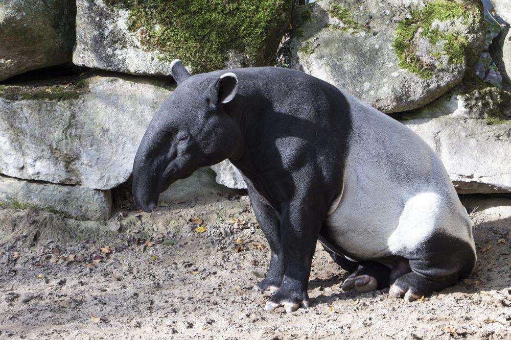 Mengapa Tapir Memiliki Hidung yang Panjang? Ini Fungsinya