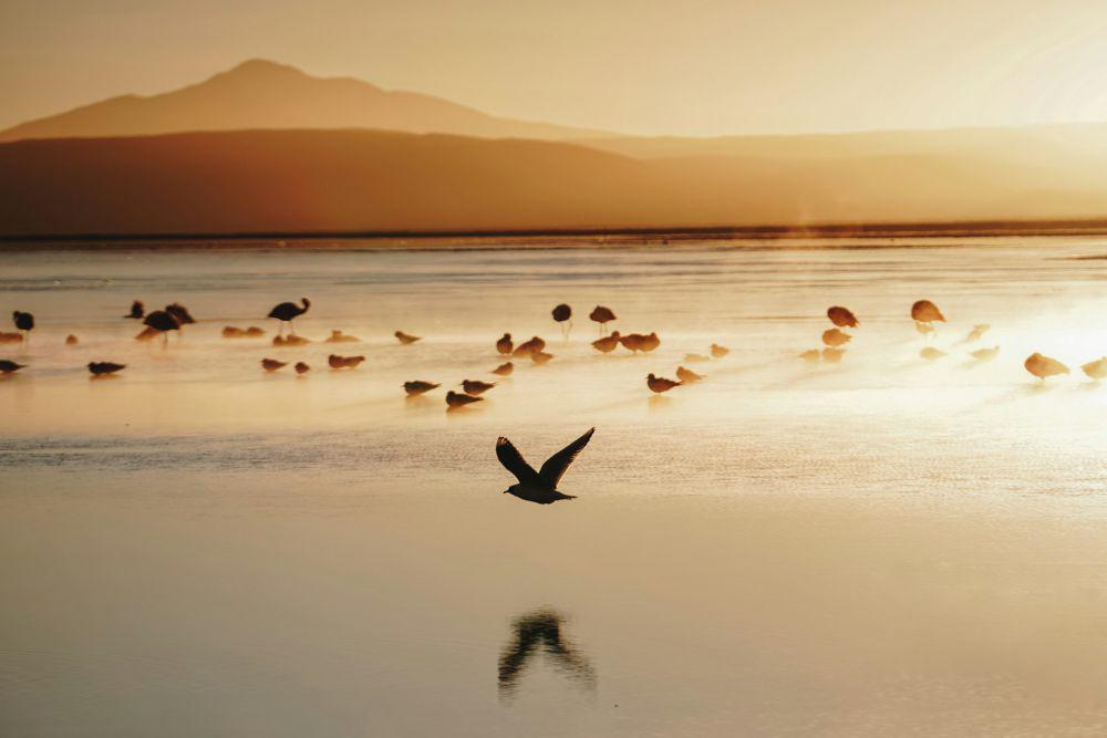 Salar de Uyuni (unsplash.com/mckenzie toyne)