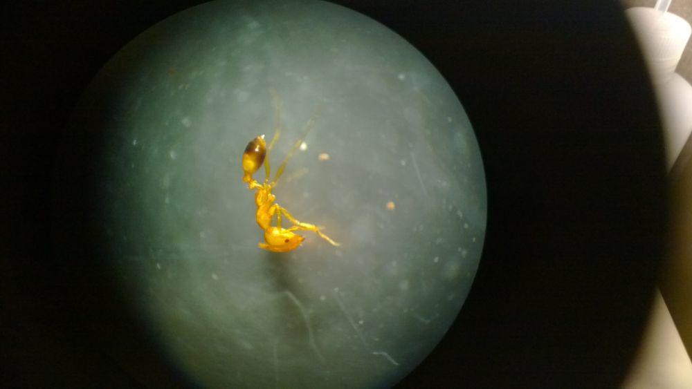 ilustrasi Monomorium pharaonis (inaturalist.org/benhutchins)