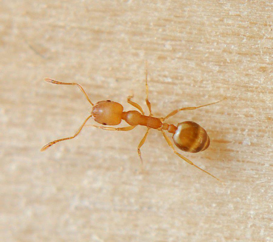 ilustrasi Monomorium pharaonis (inaturalist.org/igorkonstr)